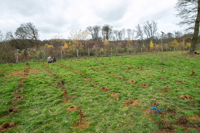 Plantation d'arbres pour les nouveaux-nés