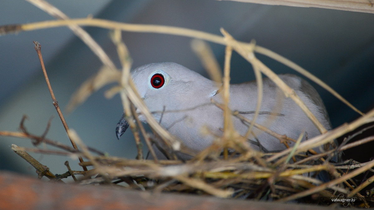 FC THE BELVAL BIELES -  FC AVENIR BEGGEN