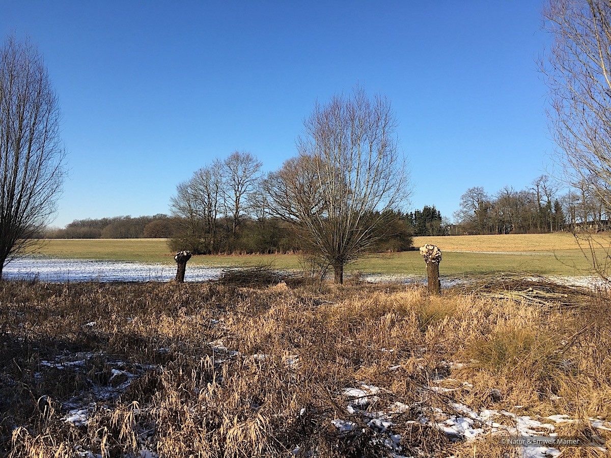 Pflegearbeiten Kopfweiden