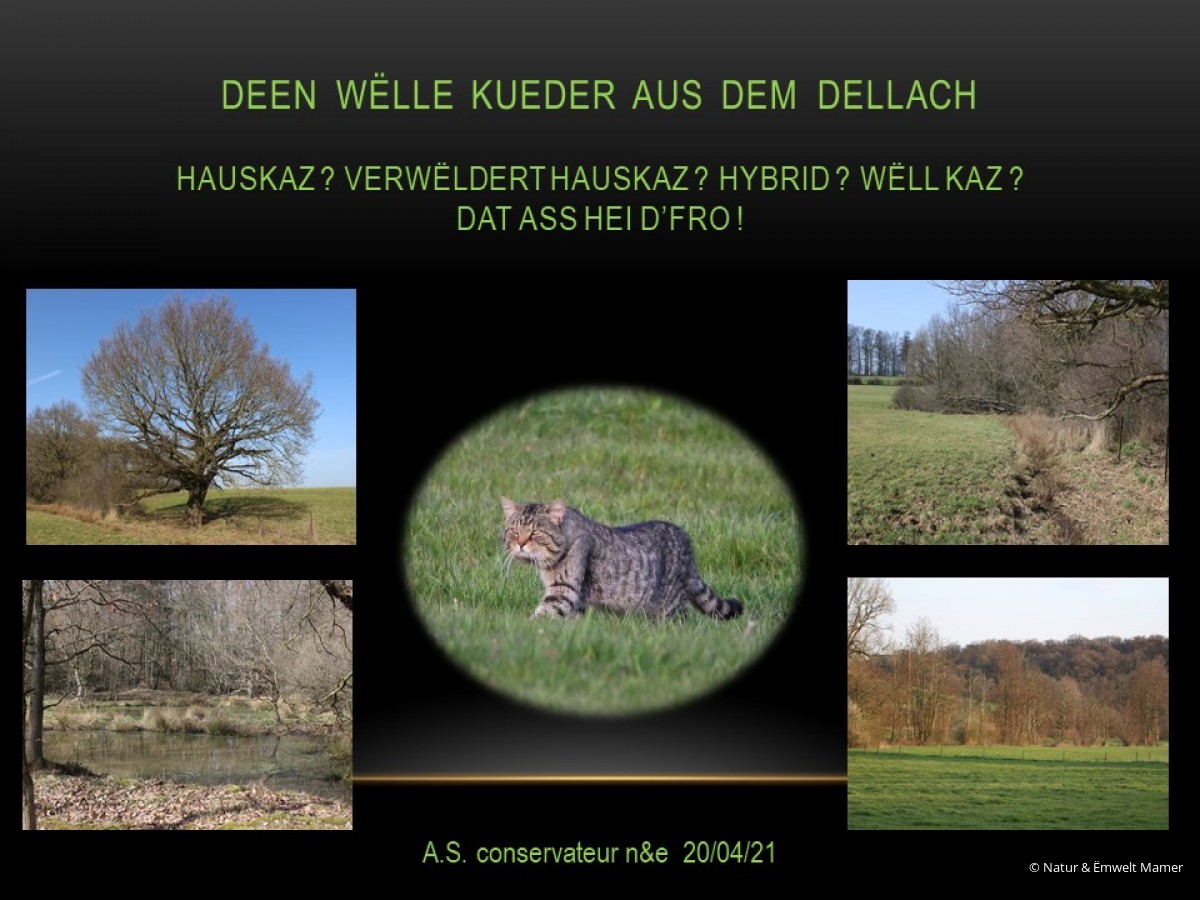 De  wëlle  Kueder  aus  dem  Dellach