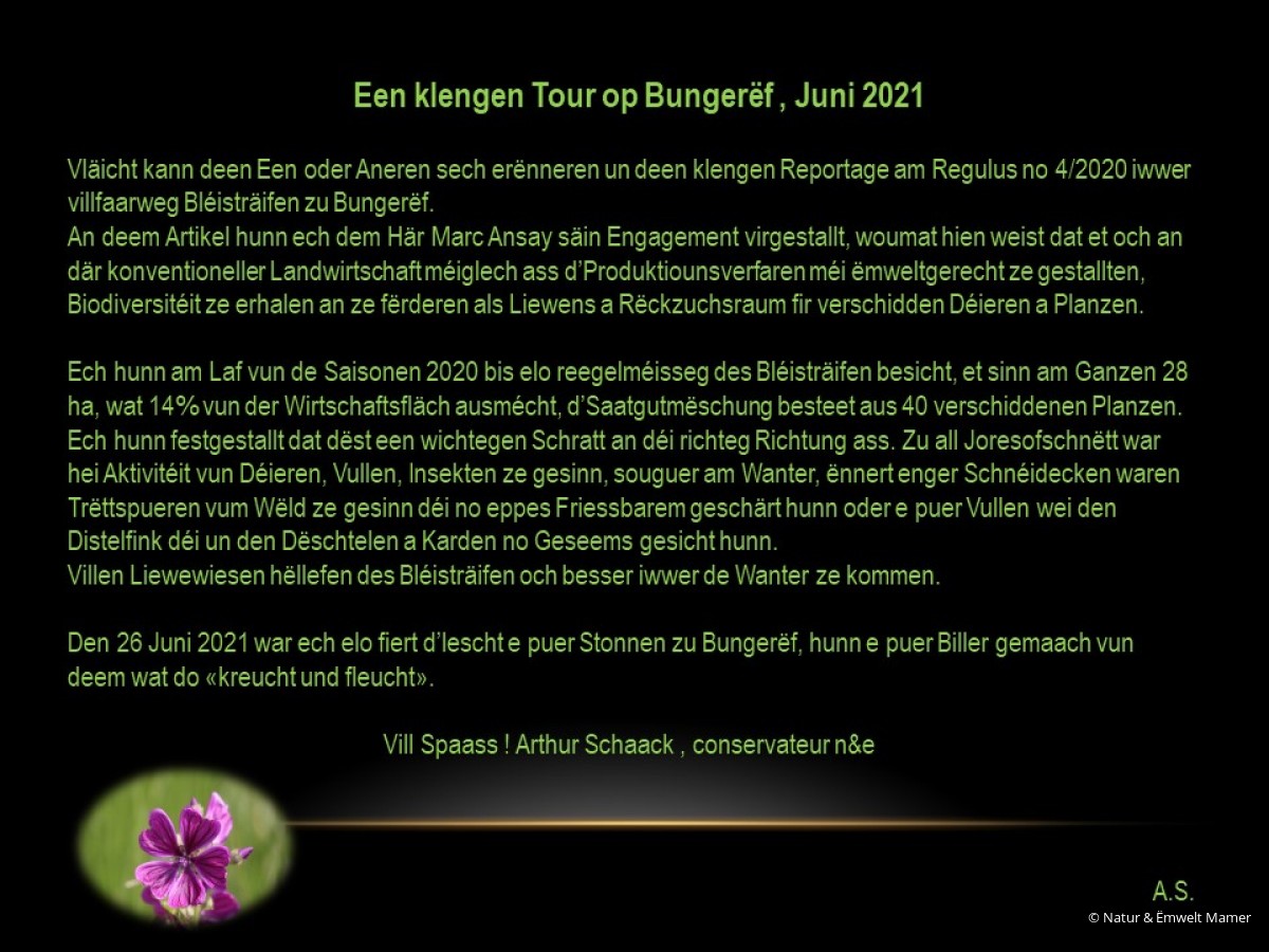 Bléisträifen zu Bungerëf am Juni 2021