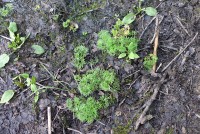 gallery0564de2.jpg