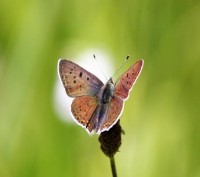 Lycaena alciphron Violetter Feuerfalter.jpg