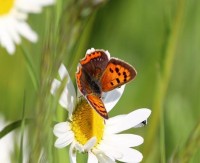 Lycaena Phlaeas Kleiner Feuerfalter.jpg