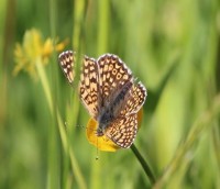 Melitaea cinscia Wegerich Scheckenfalter.jpg