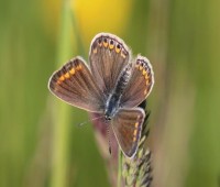 Poliommatus Icarus Heuhechel Bläuling.jpg