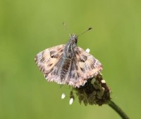 Carcharodus Alceae Malven Dickkopffalter.jpg