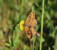 Lasiommata megera Mauerfuchs.jpg