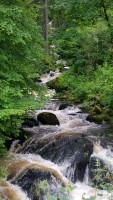 Schwarzwald_-_5.jpg