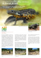 Newsletter_Copil_MAG_01_Seite_4.jpg