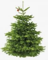 VENTE DE SAPINS DE NOEL VENTE DE SAPINS DE NOEL